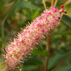 Clethra alnifolia 'Ruby Spice'